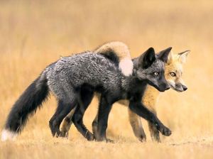 Karya Fantastis Jawara Nature Photographer of The Year 2024 Karya Fantastis Jawara Nature Photographer of The Year 2024