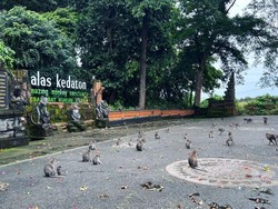 Tak Mau Tragedi Turis Tertimpa Pohon Terulang, DTW Alas Kedaton Lakukan Ini