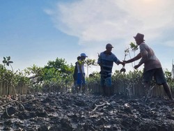 BRGM Targetkan Rehabilitasi Mangrove di Sumut 6.078 Ha Melalui M4CR