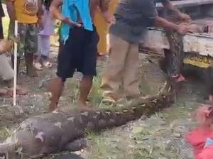 Warga Tangkap Ular Piton 7 Meter Usai Mangsa Anak Sapi, Langsung Dibunuh Warga Tangkap Ular Piton 7 Meter Usai Mangsa Anak Sapi, Langsung Dibunuh