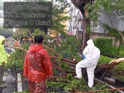 4 Pohon Tumbang Saat Hujan Angin Kencang Landa Surabaya