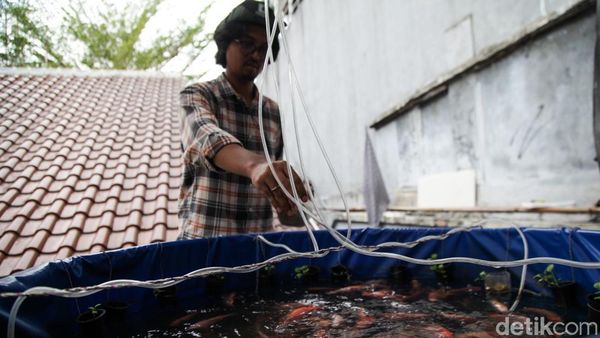 Potret Budi Daya Ikan Nila di Atap, Manfaatkan Lahan Sempit