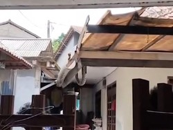 Viral Ular Sanca 3 Meter Muncul di Plafon Rumah di Bogor, Damkar Evakuasi