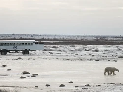 Pilu Beruang Kutub Akibat Perubahan Iklim