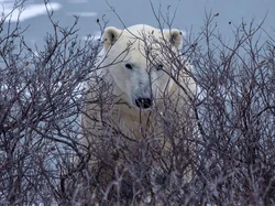 Derita Ibu Kota Beruang Kutub Dunia Akibat Perubahan Iklim