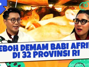 Heboh Demam Babi Afrika di 32 Provinsi RI