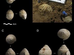 Kegiatan Mengoleksi Benda Ternyata Sudah Dilakukan Neanderthal, Ini Buktinya
