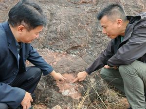 6 Fosil Telur Dinosaurus Ditemukan di China 6 Fosil Telur Dinosaurus Ditemukan di China