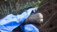 Tragis! Molly si Gajah Bali Zoo Mati Terseret Arus Sungai