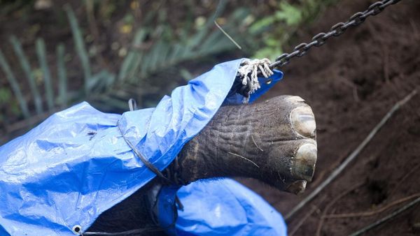 Tragis! Molly si Gajah Bali Zoo Mati Terseret Arus Sungai