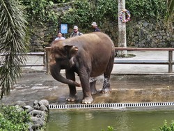 Gajah Moly Milik Negara, Bali Zoo Hanya Tempat Penitipan