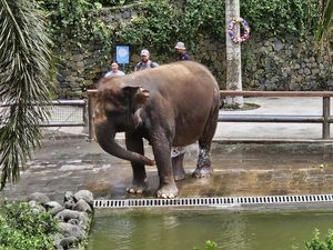 Gajah Moly Milik Negara, Bali Zoo Hanya Tempat Penitipan Gajah Moly Milik Negara, Bali Zoo Hanya Tempat Penitipan