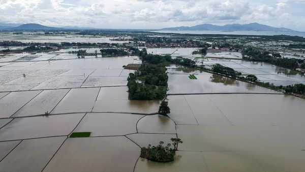 Foto Udara Ribuan Hektare Sawah Terendam Banjir di Banten