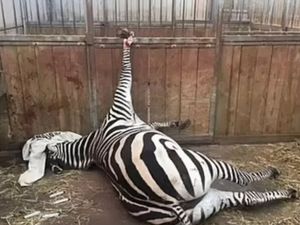 Kebun Binatang Terburuk di Inggris Resmi Tutup, Warga Senang Kebun Binatang Terburuk di Inggris Resmi Tutup, Warga Senang