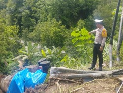 Truk Molen Terjun ke Jurang Sedalam 8 Meter di Pacitan gegara Rem Blong