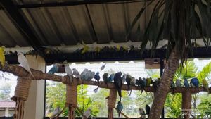 Foto: Keseruan Melihat Aneka Burung Aviary Park Tangsel