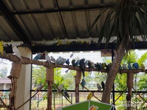 Foto: Keseruan Melihat Aneka Burung Aviary Park Tangsel Foto: Keseruan Melihat Aneka Burung Aviary Park Tangsel