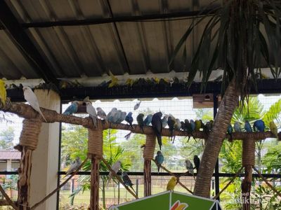 Foto: Keseruan Melihat Aneka Burung Aviary Park Tangsel