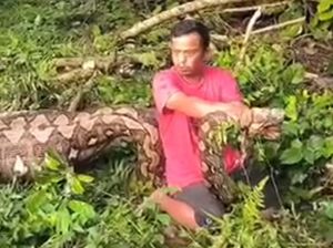 Santai Pria di Enrekang Duduk di Badan Ular Piton Pemangsa Anak Sapi Santai Pria di Enrekang Duduk di Badan Ular Piton Pemangsa Anak Sapi