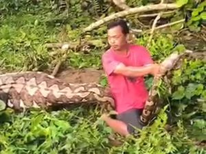 Geger Ular Piton 7 Meter di Sulsel Telan Anak Sapi, Ini Penampakannya Geger Ular Piton 7 Meter di Sulsel Telan Anak Sapi, Ini Penampakannya