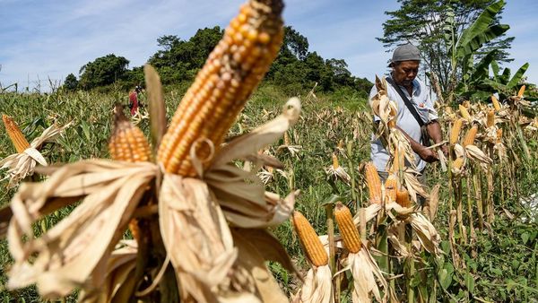 Warga Samarinda Sulap Bekas Lahan Tambang Batubara Jadi Ladang Jagung