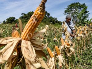 Warga Samarinda Sulap Bekas Lahan Tambang Batubara Jadi Ladang Jagung