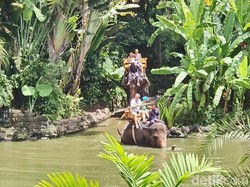 Tragedi Moly: BKSDA Larang Gajah Bali Zoo Seberangi Sungai Saat Hujan