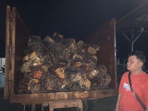 Curi Buah Buah Sawit, 2 Warga Bangka Barat Jadi Tersangka Curi Buah Buah Sawit, 2 Warga Bangka Barat Jadi Tersangka