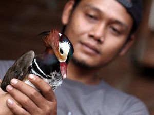 Bebek Cantik Harga Selangit