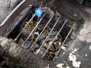 Ular Piton Terjebak di Got Delanggu Klaten, Bisa Masuk Nggak Bisa Keluar