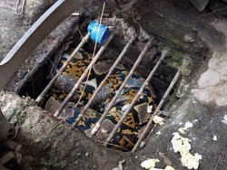 Kepalanya Nyangkut di Got Delanggu Klaten, Ular Piton 2,5 Meter Dievakuasi