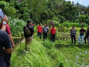 Petani di Gianyar Temukan Tengkorak dan Tulang Manusia di Saluran Subak