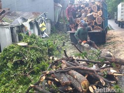 Pohon Tumbang di Jalan Inspeksi PAM Antang Makassar, Lalin Sempat Macet Parah