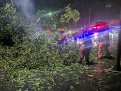 Pohon Tumbang di Taman Suropati Timpa Alphard dan Motor, Ada yang Pingsan