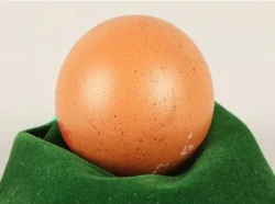 Wow! Sebutir Telur Bulat Sempurna Ini Terjual Rp 4,1 Juta