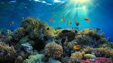 3 Pulau yang Kehilangan Terumbu Karang, Waspada 'Kiamat' Makin Dekat