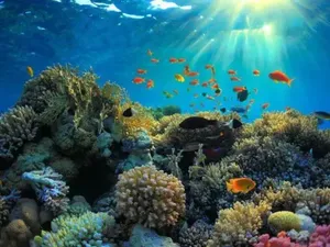 3 Pulau yang Kehilangan Terumbu Karang, Waspada Kiamat Makin Dekat 3 Pulau yang Kehilangan Terumbu Karang, Waspada Kiamat Makin Dekat