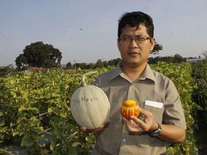 Keren! Dosen UGM Berinovasi Jadikan Melon Bahan Baku Parfum-Kosmetik