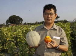 Keren! Dosen UGM Berinovasi Jadikan Melon Bahan Baku Parfum-Kosmetik