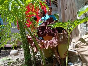Bunga Bangkai Mekar Lebih Banyak di Rumahnya, Fitri: Tahun Kemarin Cuma 1 Bunga Bangkai Mekar Lebih Banyak di Rumahnya, Fitri: Tahun Kemarin Cuma 1