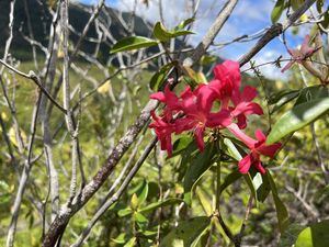Cantiknya Bunga Merah dari Tambrauw, Spesies Baru yang Disemati Nama Sri Mulyani