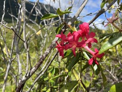 Cantiknya Bunga Merah dari Tambrauw, Spesies Baru yang Disemati Nama Sri Mulyani