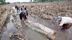 Banjir Rendam Sawah di Tulungagung, Petani Rugi Besar