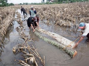 Banjir Rendam Sawah di Tulungagung, Petani Rugi Besar