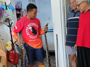 Hii! Ular Piton 2,5 Meter Nyangkut di Saluran Air Rumah Warga Sragen