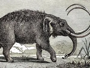 Seorang Warga Tak Sengaja Menemukan Fosil Purba di Rumahnya, Ternyata Milik Mastodon Seorang Warga Tak Sengaja Menemukan Fosil Purba di Rumahnya, Ternyata Milik Mastodon