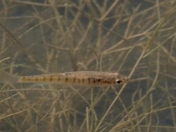 Ikan Ini Pakai Ekor untuk Hidup di Darat dan Bernapas!