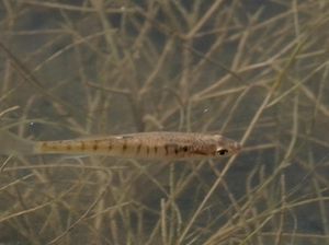 Ikan Ini Pakai Ekor untuk Hidup di Darat dan Bernapas! Ikan Ini Pakai Ekor untuk Hidup di Darat dan Bernapas!