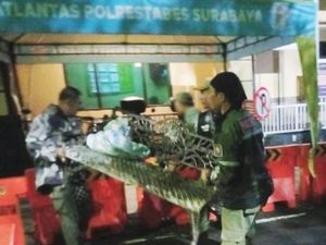 Kursi Besi Milik Pemkot Surabaya Dicuri, 2 Pemuda Dijebloskan ke Bui Kursi Besi Milik Pemkot Surabaya Dicuri, 2 Pemuda Dijebloskan ke Bui
