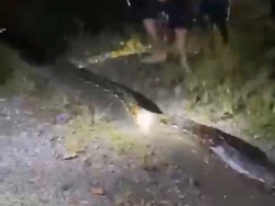 Pulang dari Kebun, Pasutri di Luwu Dihadang Piton 7 Meter hingga Motor Dililit